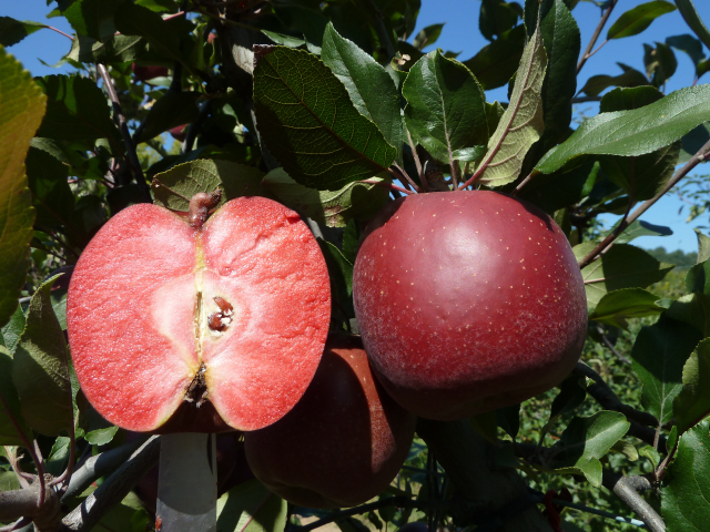 redmoon red flesh apples