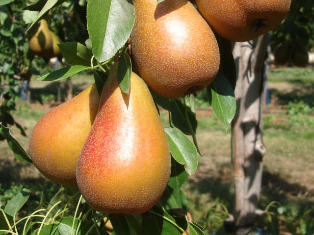 selena pears