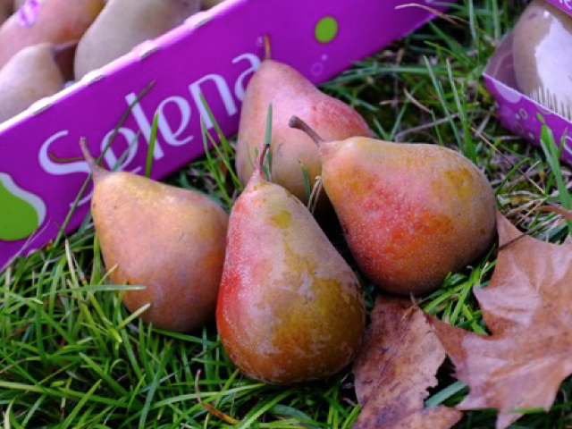 selena pears
